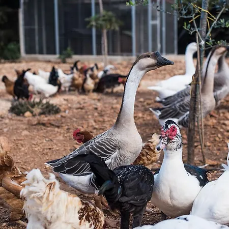 农家乐 Azienda Agrituristica Tenuta Pizzolungo *